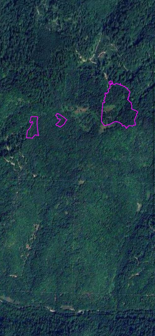 Teren pădure 64000 mp Pietroasa spre Boga - Poză 1