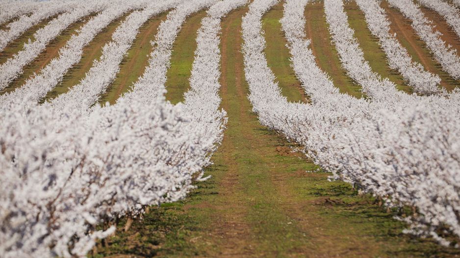 Ferma pomicola cu teren livada 270 ha - Timis - Poză 2