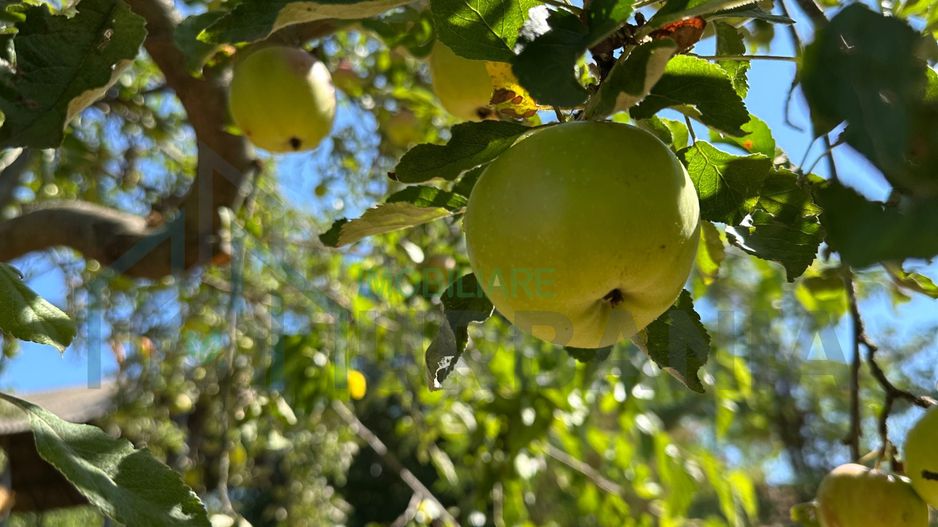 Teren Intravilan de Vânzare în Picioru Lupului - Poză 5