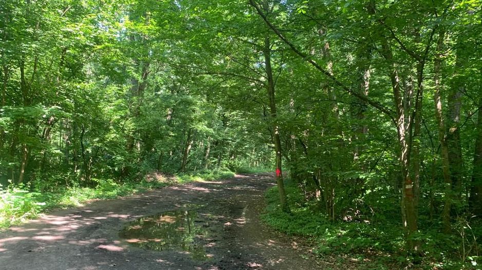 192842 mp teren in Padurea Baneasa proiect exclusivist - Poză 17