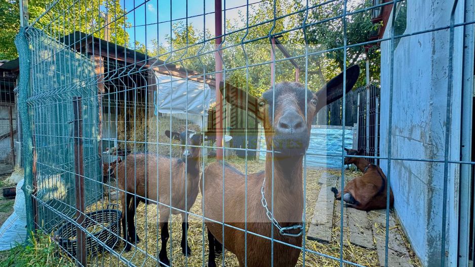 Vânzare Casă  D+P+E - 230 m.p. - Bucium - Poză 20