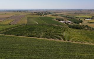 Sapient | Teren cu plantație de vie în loc. Diosig, jud. Bihor - Poză 1