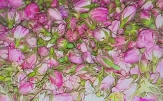 TEREN CU PLANTAȚIE DE TRANDAFIRI ,,ROSA DAMASCENA,\ \CARANSEBEȘ\JUD.CS - Poză 13