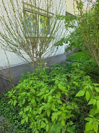 Apartament 2 Camere Lux Herastrau - Poză 4