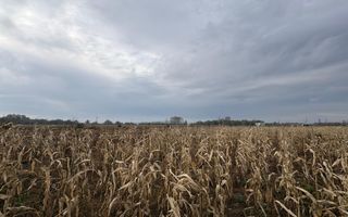 Teren de vânzare | 52 ari | intravilan | Zonă liniștită | Rădăuți - Poză 3