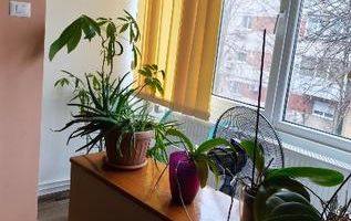 Apartament 4 camere, etaj 2, boxa, garaj - zona Steaua - Poză 12