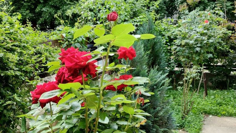 Apartament 2 camere Valea Lunga/Gorjului/Pacii - Poză 2