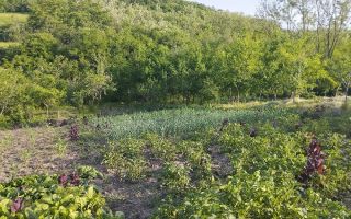 Casă bătrânească de vânzare în Totoiești – teren intravilan 2128 mp, cu fântână, beci, anexe și livadă - Poză 4