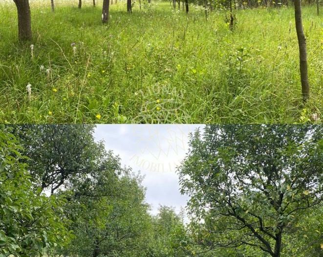 Casa 4 camere-teren/livada 1250 mp-pretabil locuire-Nepos - Poză 5