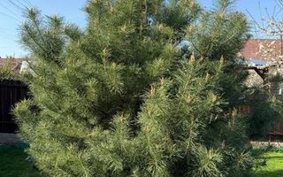 Casă individuală, Lunca Cetătuii, Iași - 195.000 EUR - Poză 15