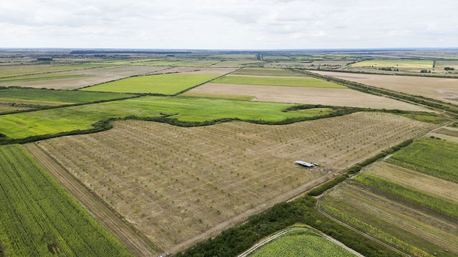 Livadă BIO de nuci de vânzare lângă Cermei - Poză 3