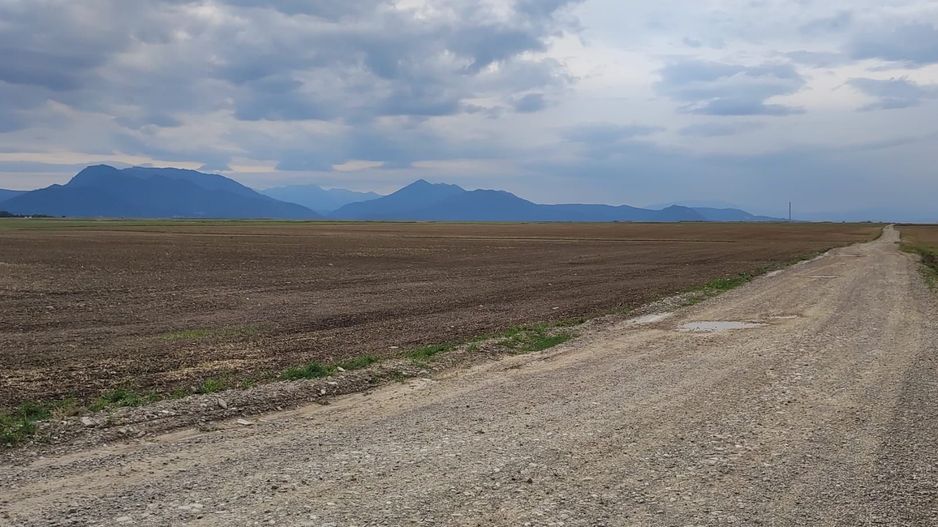 Carpinis, 10000mp-arabil, 25000Euro - Poză 3