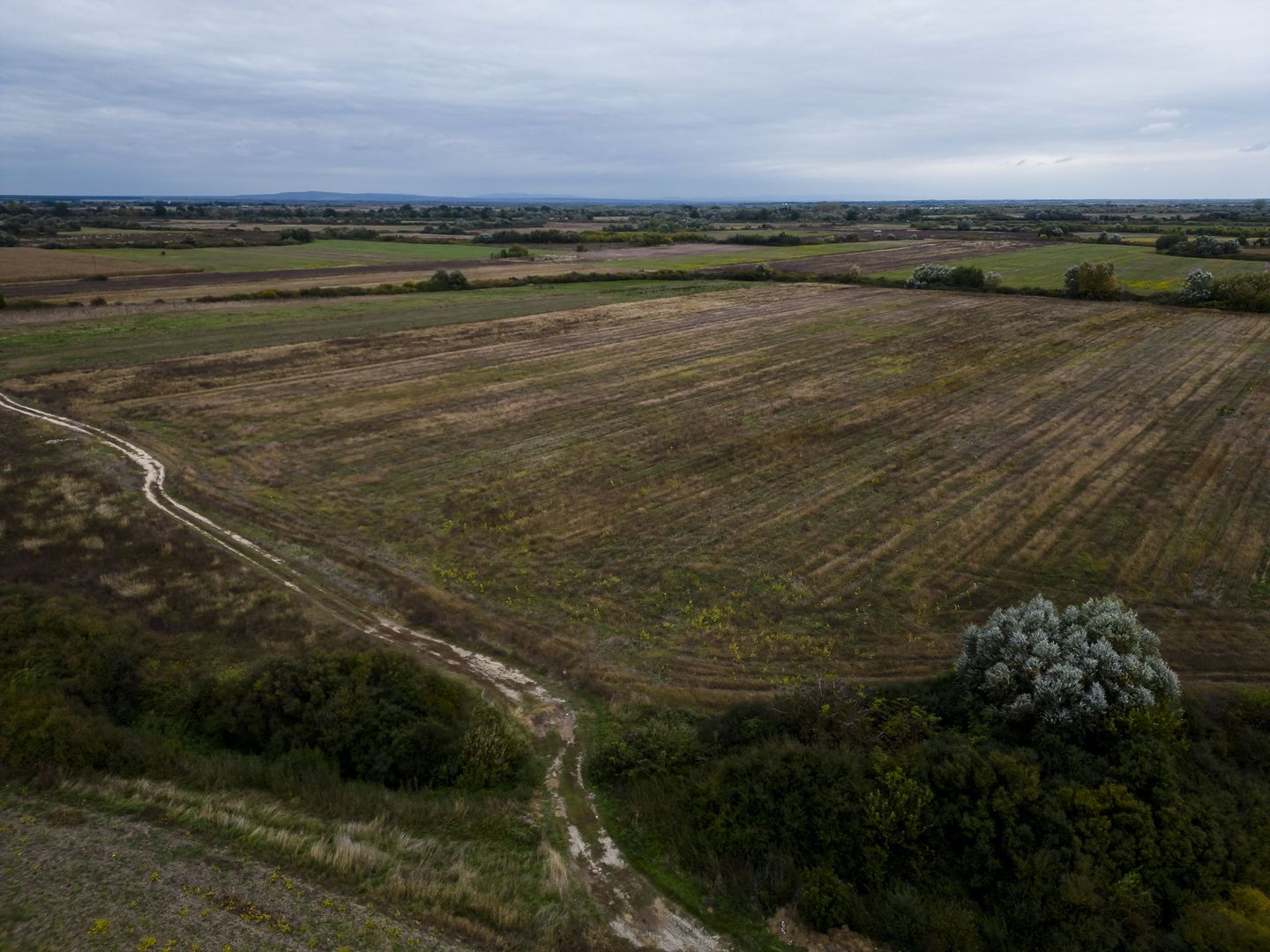 Teren agricol de 34.500mp în Albina, Județul Timiș - Poză 2