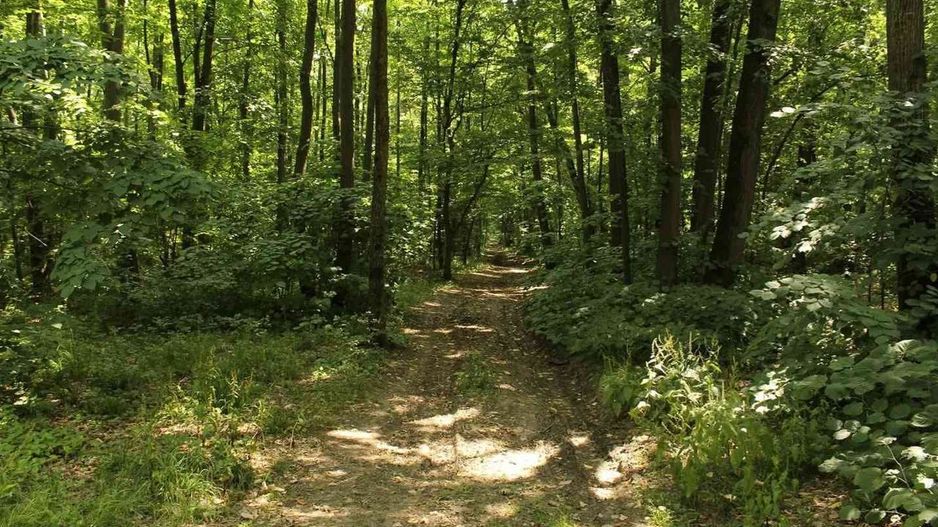 Teren intravilan de vânzare, 380.000 mp, langa pădure - Poză 3