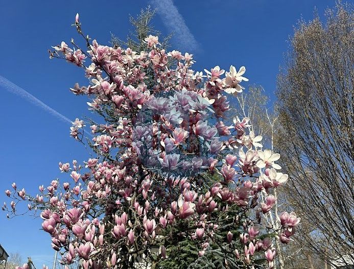 Vila cu piscina British School - Poză 4