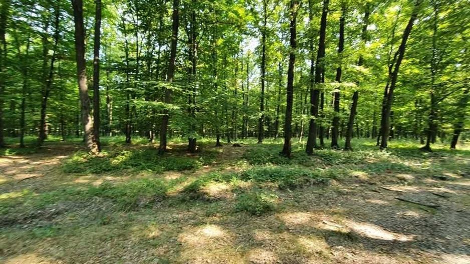 Padure stejar Prahova L328 - Poză 1