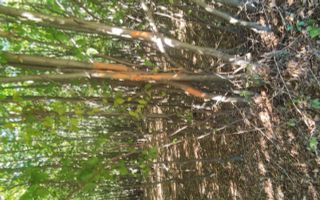 Teren forestier de vânzare, 1 ha, județul Neamț, comunele Rediu Borlești, OS Tazlău - Poză 2