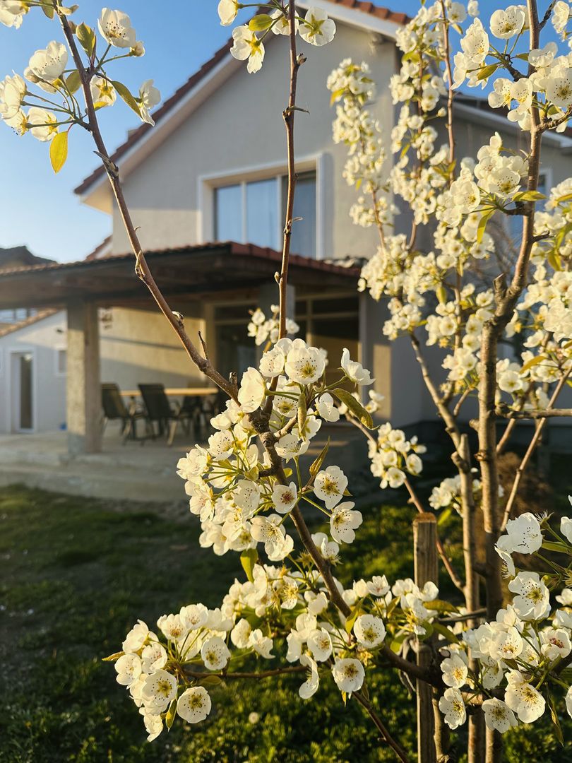 Vila individuala Sacalaz | 5 camere 191 mp, teren 503 mp | Comision 0% - Poză 26