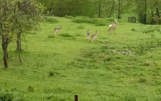 Casa Veche I 8000 mp I Abrud I Alba - Poză 11