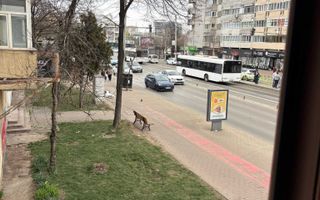 Apartament 3 camere, Podu Roș, Iași, 76 mp, etaj 1 - Poză 8