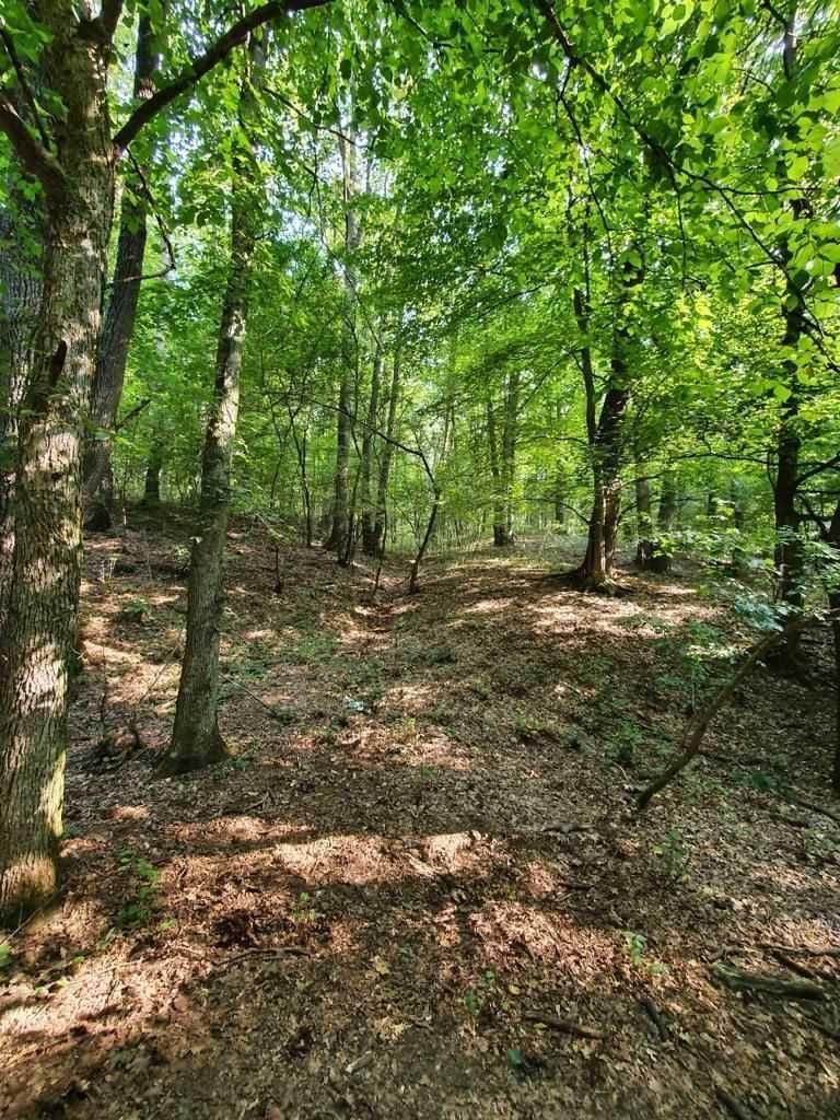 Padure stejar Prahova L328 - Poză 6