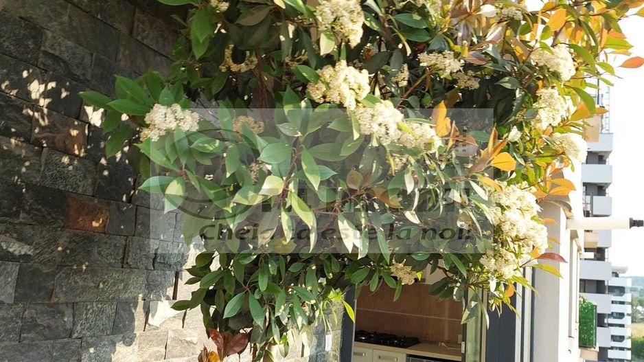 Apartament 2 camere Tatarasi - 499 EURO - Poză 8