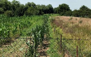 Vand teren intravilan | 1.638 mp | Bungard - Poză 3