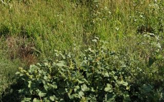 Teren intravilan de 2900 mp in Ruginoasa, Iasi, langa DN28 - Poză 4