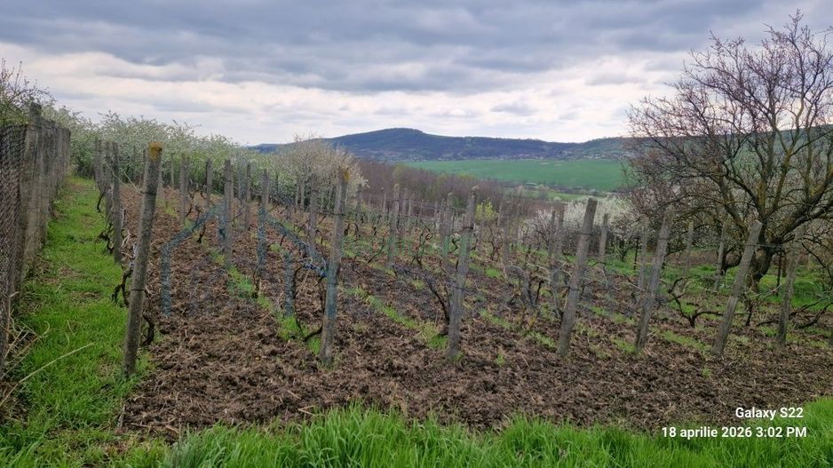 Teren de vanzare, Bohotin, Raducaneni, 1100 mp - Poză 3