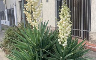 CASA BANEASA 10 CAMERE, MOBILAT, CENTRALA, TEREN 500 MP, COMISION 0% - Poză 8