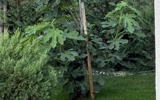 Vând vilă nouă în Dumbrăvița-Timișoara - Poză 25