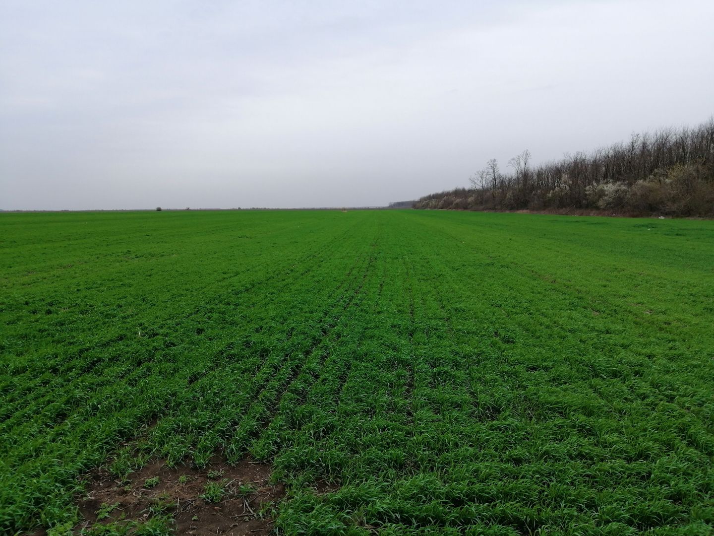 Teren extravilan localitatea Afumati - Poză 3