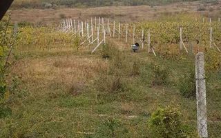 Teren intravilan de vânzare - 6200mp, pădure în apropiere - Poză 6