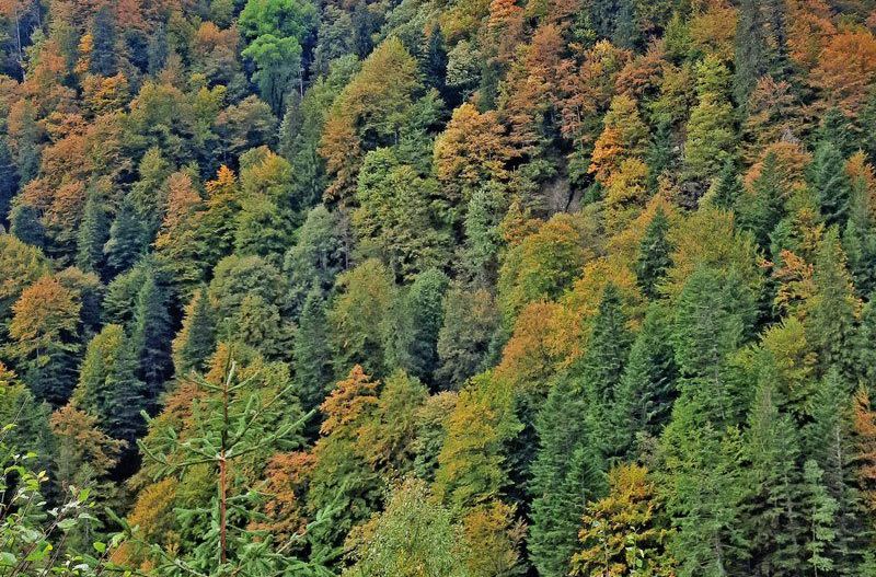 530 Ha pentru Reîmpădurire – Investiția Verde a Deceniului! - Poză 3