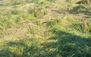 Casă cu teren de 1.470 mp de vânzare – Fântânele, Scânteiești - Poză 9