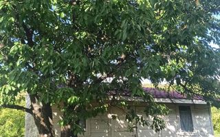 Tren si casa de vacanta in Panticeu - Poză 5