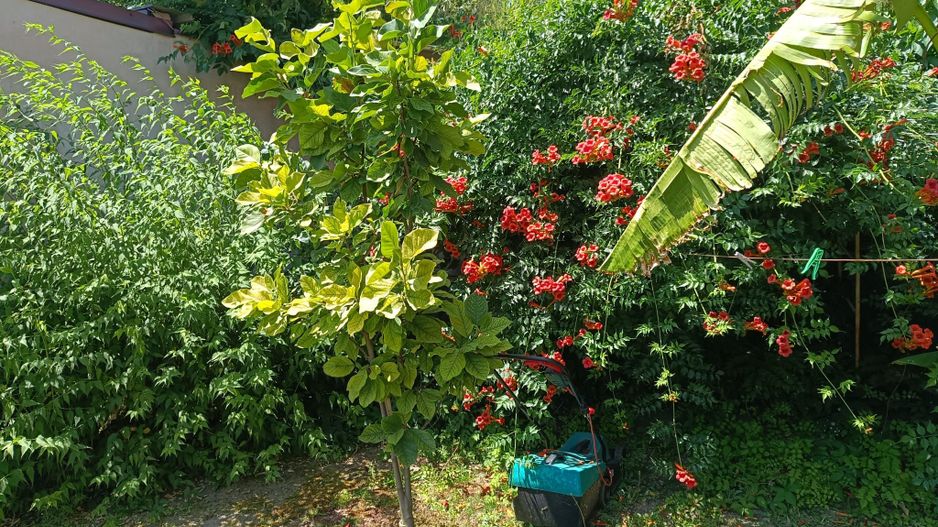 Vila  zona Elisabetin P+2E+M - Poză 7