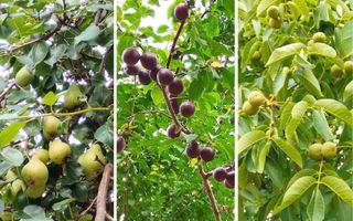 🏡 Casă de vânzare – 106 mp utili, teren 2700 mp – capăt Copou, Iași - Poză 3