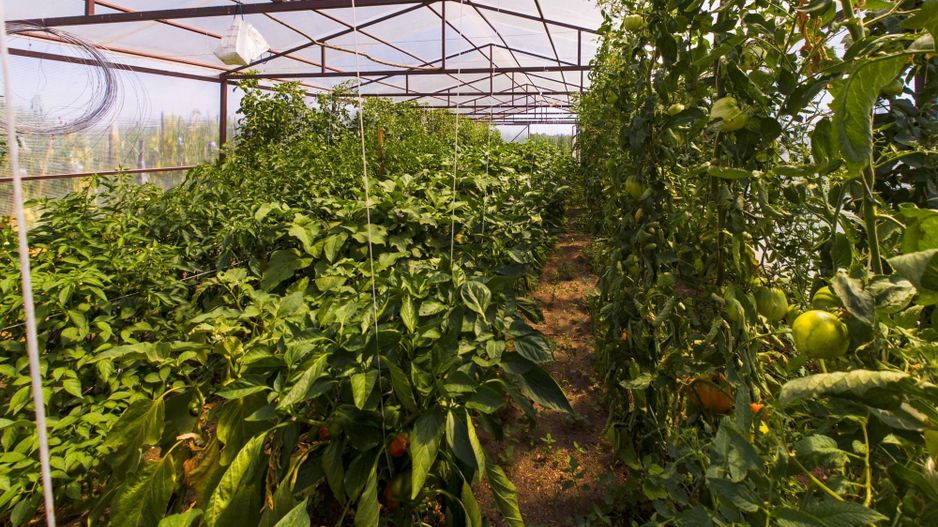 TEREN EXTRAVILAN  CU SOLAR IN GAI - Poză 18