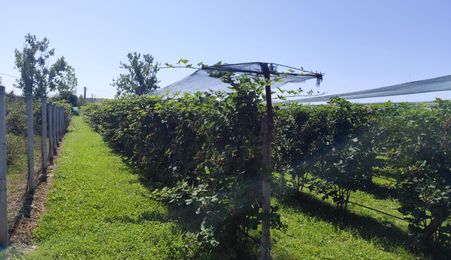 Plantatie de Muri Baicoi 10.000 mp Afacere la cheie!
