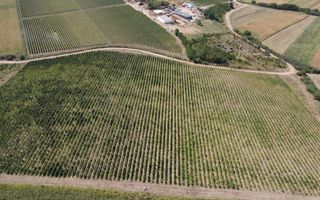 Sapient | Teren cu plantație de vie în loc. Diosig, jud. Bihor - Poză 2