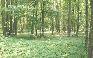 Ocazie ! PIPERA - padurea Baneasa, 7 Ha. in apropiere de Rez. Oxford - Poză 5