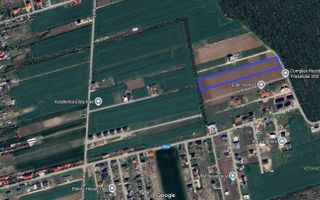 Balotesti- Dumbraveni- Padure - Poză 3