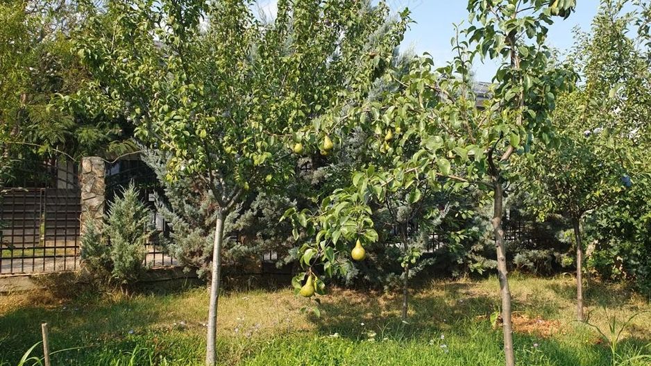 De vanzare teren 562mp + foisor si beci, Bragadiru - Poză 9