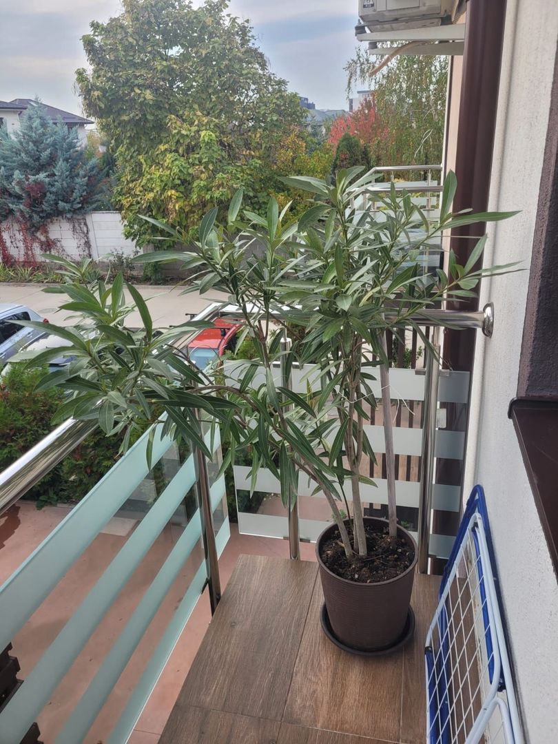 Casa 3 camere de vanzare Bragadiru - Poză 12