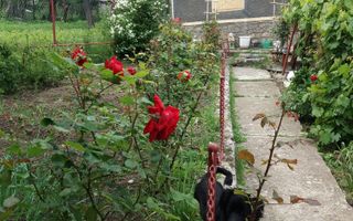 Ocazie unică! Proprietate cu potențial – zona Gherăiești - Poză 2