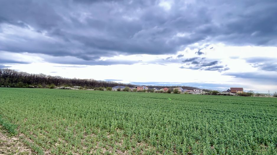 Teren premium 4000 mp – Cartier Grigorescu - Poză 1