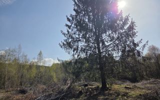 Teren intravilan de vanzare - Vistisoara - Poză 6