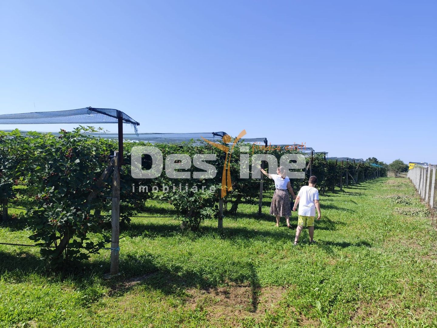 Plantatie de Muri Baicoi 10.000 mp Afacere la cheie! - Poză 7