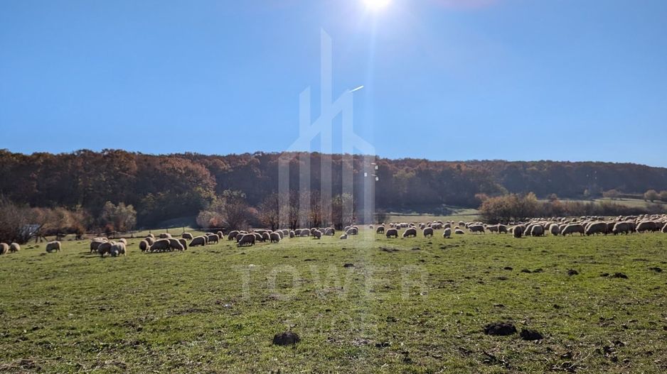 Teren extravilan in Tropinii Noi (Rasinari)-2592 mp - Poză 5